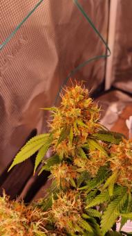 Chemdog - картинка 1