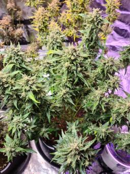 Lemon Pie Auto - картинка 10