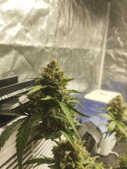 Total Cheese (aka Super Cheese) - картинка 1