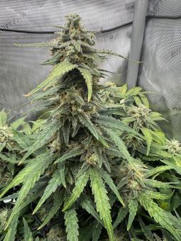 Jack Herer Auto - картинка 4