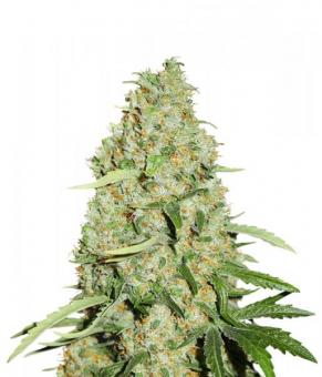 Think Fast - картинка 2