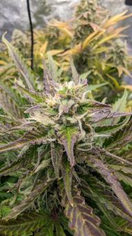 Auto Northern Lights - картинка 1