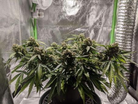 Bubblelicious Auto - картинка 5