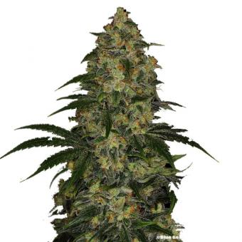 Blue Gelato 41 - картинка 10