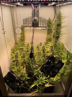 Cream Caramel Auto - картинка 5