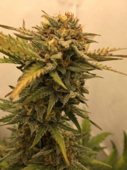 Wedding Glue Auto - картинка 3