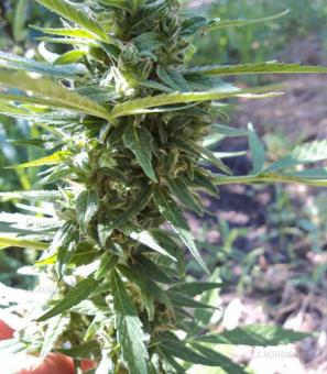 Niagara Auto - картинка 1