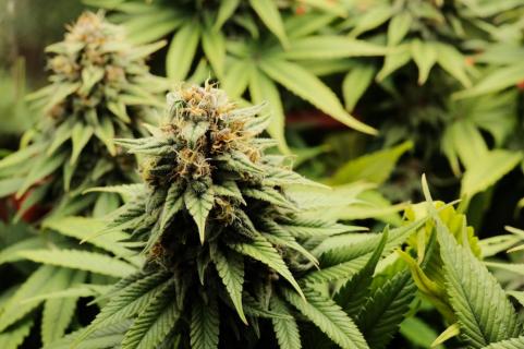 Blueberry - картинка 4