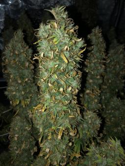 Neville's Haze - картинка 2