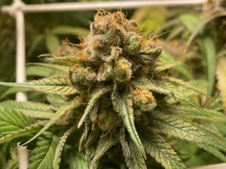 Holy Snow - картинка 3