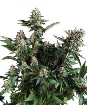 Auto White Widow - картинка 1