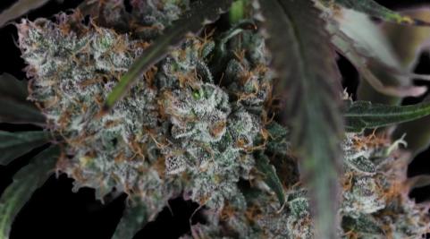 West Coast OG x Gelato Auto 41 - картинка 5