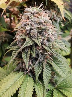 Romulan - картинка 2