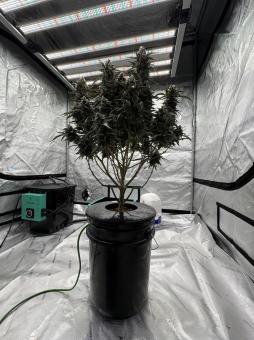 Forbidden Runtz Auto - картинка 3