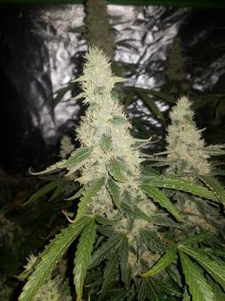 Auto Candy Bubatz XL - картинка 2