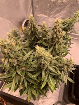 Critical Plus - картинка 2