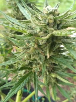 Girl Scout Cookies Auto - картинка 6