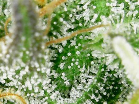 Watermelon Zkittlez - картинка 7