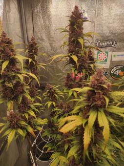 Purple Punch OG - картинка 2