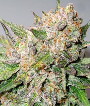 Auto Glueberry O.G. - картинка 4