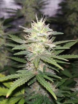 Al Tiro Auto - картинка 3