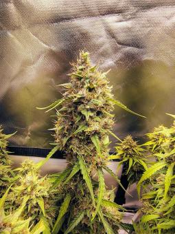 Jack Herer - картинка 5