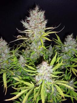 Auto Think Different - картинка 5