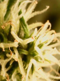 Auto Critical genetics - картинка 5