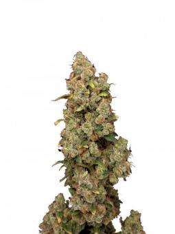 Auto Candy XXL genetics - картинка 1