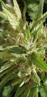 Shaman - картинка 5