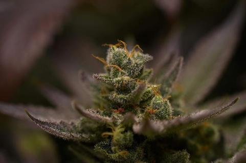 Purple Lemonade FF - картинка 3