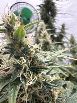 Wendy Auto - картинка 4