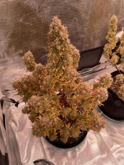 Auto Anesthesia - картинка 5