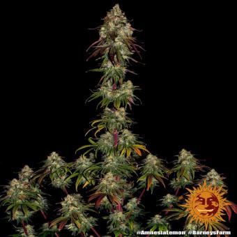 Amnesia Lemon - картинка 2