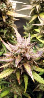 Red Mimosa XL Auto - картинка 3