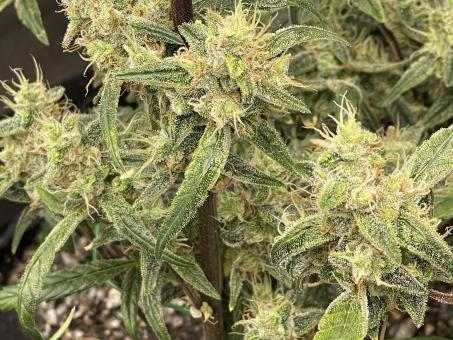 Original Auto AK - картинка 6