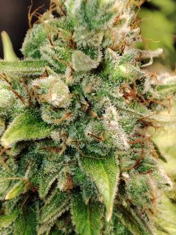 Gorilla Sherbet F1 Fast Version - картинка 4