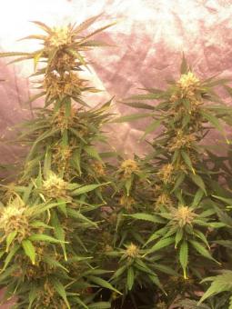 Buddha Auto White Widow - картинка 5