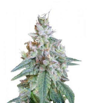 Cream Caramel F1 Fast Version - картинка 1