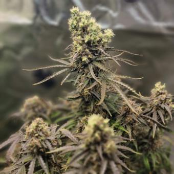 Auto Anesthesia - картинка 2