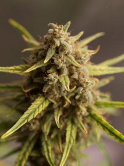 Hawaiian Snow - картинка 4