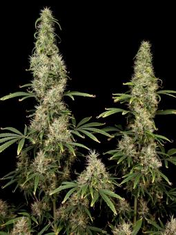 Arjan's Ultra Haze #1 - картинка 7