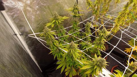 Crystal White Kush - картинка 2