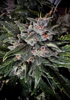 CBD Auto 1:1 (CBD Crack) - картинка 6