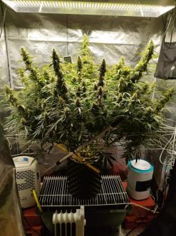 Blue Auto Mazar - картинка 3