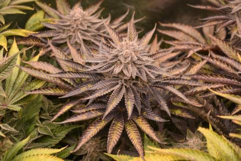 Persian Pie  - картинка 4