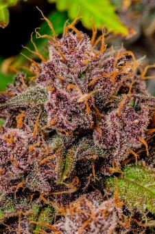 Lemon Cherry Cookies Auto - картинка 1