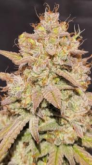 Sunset Sherbet - картинка 5