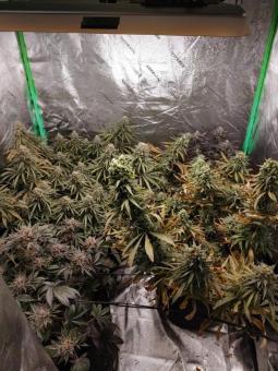 Auto Olympia - картинка 2