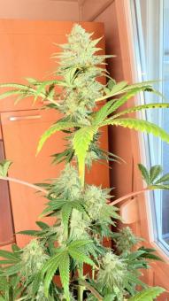 GMO Cookies - картинка 3